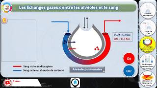 Les Échanges gazeux entre les alvéoles et le sang [upl. by Milinda]