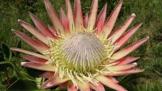 Flowers of South Africa [upl. by Okiam]