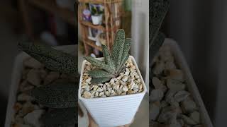 Gasteria Baylissiana gasteria succulent indoorplants [upl. by Ahearn]