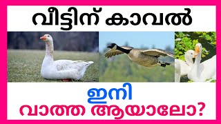 വീട്ടിന് കാവൽ ഇനി വാത്ത ആയാലോ GOOSE FARMING MALAYALAM [upl. by Teews]