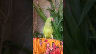 Methu Gussa nahi karna chiye parrot parrottalking parrotlover funny [upl. by Boykins]