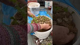 How to Store Parsley Roots for Fresh Leaves All Winter [upl. by Carissa]