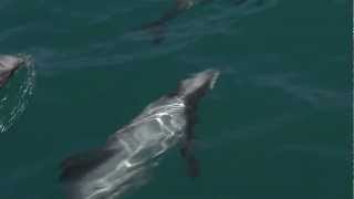 Hectors dolphins  Whale and Dolphin Conservation [upl. by Einobe]