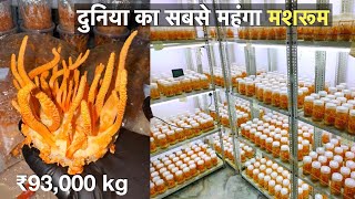 How to Earn 20 lakhs from Cordyceps mushroom farming at home  profitable mushroom farming [upl. by Wunder426]