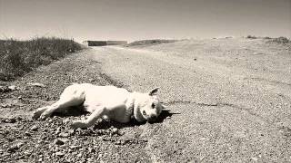 JOSE LARRALDE Un perro muerto nomas [upl. by Inaj]