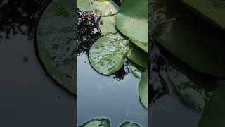 World Natureday 3rd Oct  lilies in pond KvisualsArt lotus peacefulmoments [upl. by Enyleuqcaj737]