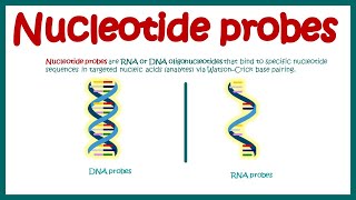 Nucleotide Probes  What are probes   Application of probes in biotechnology  DNA and RNA probes [upl. by Dorris]