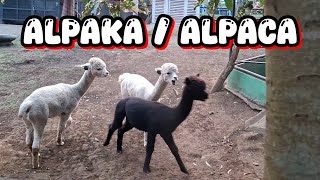 ALPAKA  ALPACA alpaka alpaca hewan binatang binatanglucu hewanlucu hewanunik kebunbinatang [upl. by Aciamaj]