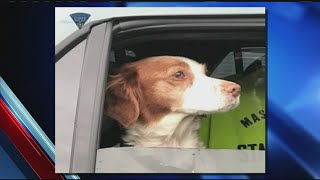 Lost dog that walked into Mass Pike service plaza in Ludlow reunited with owner [upl. by Oivlis581]