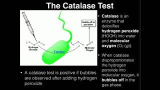 Microbiology Catalase Test [upl. by Sehguh169]