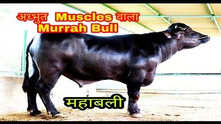 Murrah Bull MAHABALI  Best Bull in his breed  From National Winner Family [upl. by Schellens22]