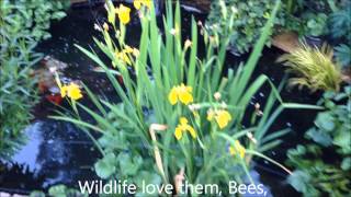 Yellow Iris Pond plant help care propagation [upl. by Hoehne261]