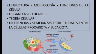 CELULA  MORFOLOGÍA Y ESTRUCTURA  PROCARIOTA Y EUCARIOTA  DIFERENCIAS Y SEMEJANZAS ESTRUCTURALES [upl. by Noleta]