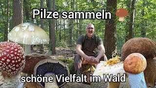 Tolle Pilze 2024  Vielfalt pur  20 Arten und mehr [upl. by Victory]