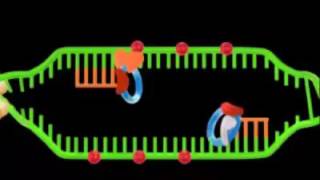 DNA replication in Eukaryotes Video [upl. by Vogeley862]