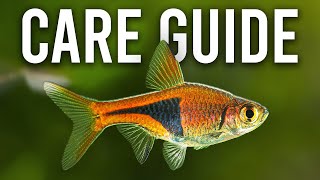 How to Care for Harlequin Rasboras and Lambchop Rasboras [upl. by Flinn]