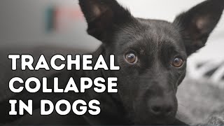 Tracheal Collapse in Dogs [upl. by Leontyne]