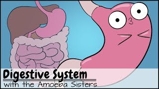 Digestive System [upl. by Ross116]