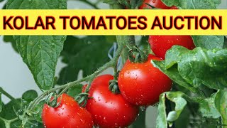 kolar tomato price231024 [upl. by Odnala]