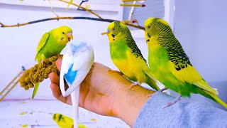 Budgie Sounds for Lonely birds to make them happy [upl. by Maer]