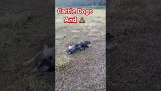 cattledog blueheelers cow cowdog rollinginpoooo tillmanfamilyfarms [upl. by Greer]