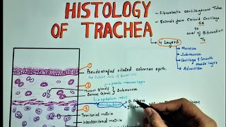 HISTOLOGY OF TRACHEA  Layers  Hyaline Caritilage [upl. by Ihcehcu29]