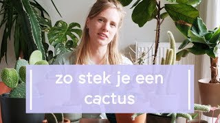 Zo stek je een cactus 🌵 [upl. by Felder445]