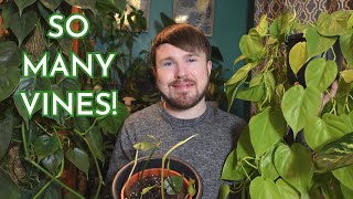 Get Full Vining Philodendrons Complete Care Guide Origins Propagation and Tips for Full Plants [upl. by Anibur835]