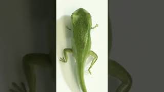 FROG CLASS 11 BIOLOGY mdsirbiology neet education devlopment frog science sciencefacts [upl. by Annala]