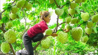 Harvesting Custard Apple Thai  Make Soursop Smoothie Go to the market to sell  Lý Thị Hoa [upl. by Anaujait]