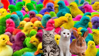 Tangkap Ayam Lucu Ayam Warna Warni Ayam Rainbow Gokil Kelinci Kucing Lucu Bebek Hewan Lucu [upl. by Verene]