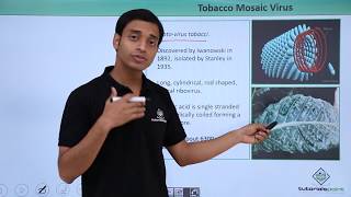 Class 11th – Virus  Tobacco Mosic Virus  Biological Classification  Tutorials Point [upl. by Lad467]