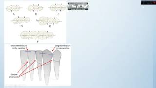 Anatomía Dental Aplicada  Generalidades parte 2 [upl. by Jelks]