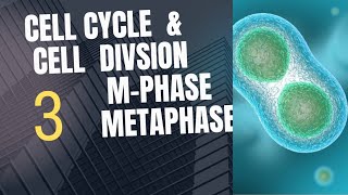 Class 11 Biology Cell Cycle amp Cell Division MPhase Metaphase [upl. by Anihta581]