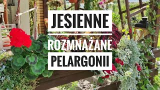 Rozmnażanie pelargonii jesieniąKwiaty w ogrodzie Ulubione kwiaty doniczkowe i na taras  Kasia in [upl. by Archangel806]