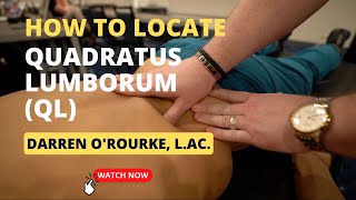 Palpating the Quadratus Lumborum QL Muscle [upl. by Hogan]