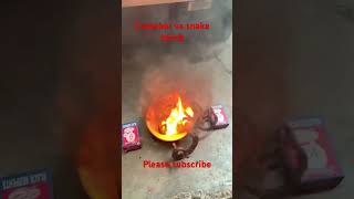 Camphor vs Snake 💣 amazing experiment 🧪  diwali2024 patakhe crackers shorts [upl. by Nnylamme306]