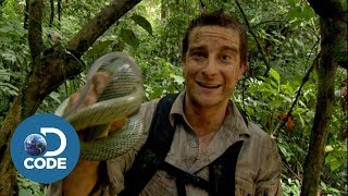 Bear Grylls in Borneo Jungle  Man vs Wild 46 [upl. by Zeba]