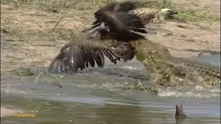 Crocodile vs Bird A Surprising Showdown at the Waters Edge [upl. by Sahpec310]