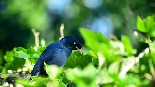 Lineated barbetindian mynavarious birds Bird chippingBirds soundRelaxing nature [upl. by Hachmin]