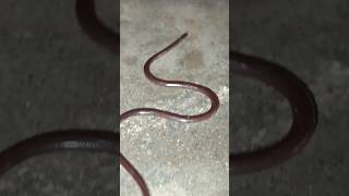 Brahminy Blind snake non venomous  Brahminy Blind snake non venomous KSNetwork short [upl. by Imyaj]