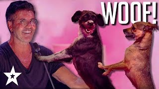 Simon Cowells No 1 DOG ACT on Britains Got Talent The Champions 2019  Got Talent Global [upl. by Arik707]