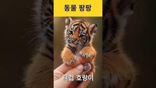 티컵 호랑이tea cup tiger tiger [upl. by Enitsenre133]