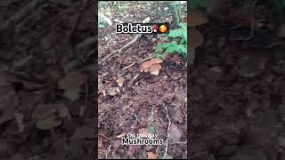 Mushrooms🍄🍄‍🟫pilze boletus funghi mushrooms porcini gribi grzyby shorts грибочки білігриби [upl. by Aleihs96]