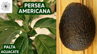 Todo sobre la Palta Aguacate o Persea americana [upl. by Gustavo506]