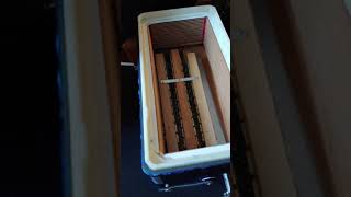 Quitando Los bajos a acordeon montanari de 3 registros tono sol removing bass reeds from accordion [upl. by Jemmie547]