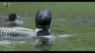 Loons of Mount Desert Island Maine [upl. by Thurston993]