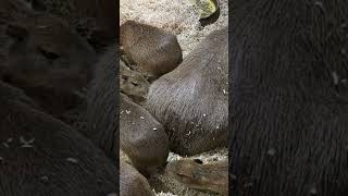 Kapybara family at the zoo dyreparken shorts trending growyourchannel [upl. by Sherri]