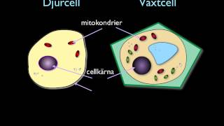 Djur amp växtcellen [upl. by Yakcm]