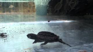 Каймановая черепаха Chelydra serpentine Common Snapping Turtle [upl. by Eillak99]